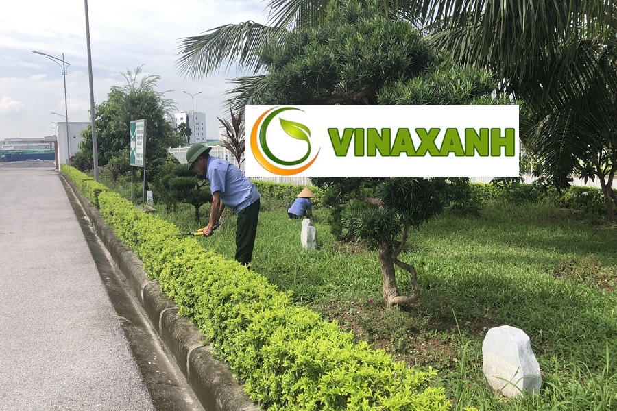 Dịch Vụ Chăm Sóc Cây Xanh Tại TP.HCM