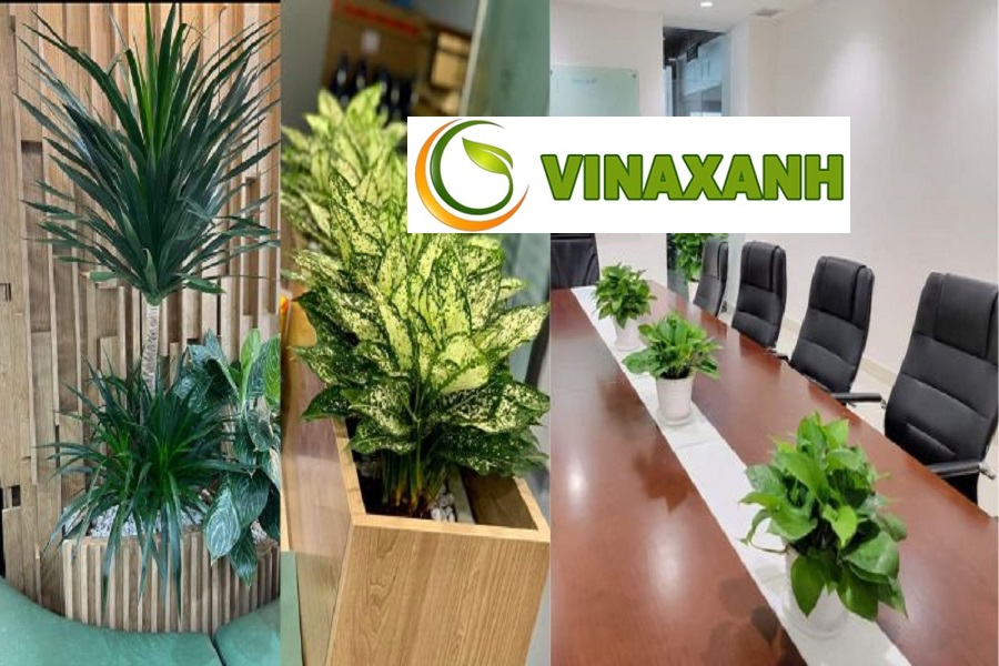 Cho Thuê Cây Cảnh Văn Phòng Tại Quận 9 TP.HCM