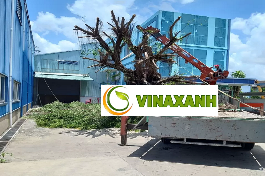 Dịch Vụ Bứng Cây Tại Phú Nhuận TPHCM