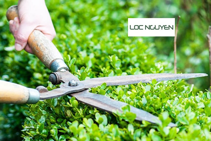 Giới Thiệu Dịch Vụ Cắt Tỉa Cây Xanh Tại Long An