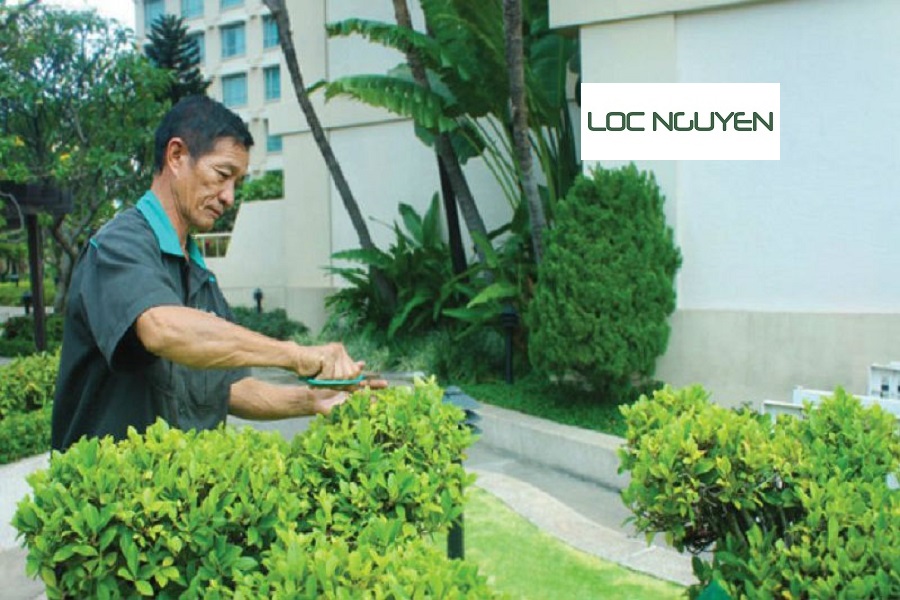 Giới Thiệu Dịch Vụ Chăm Sóc Cây Cảnh Long An