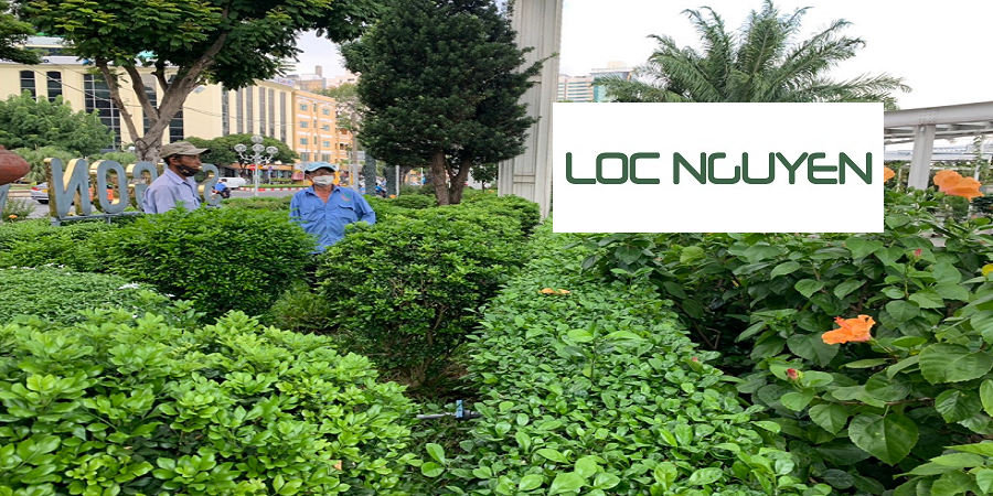 Dịch Vụ Chăm Sóc Cây Cảnh Tại Long An