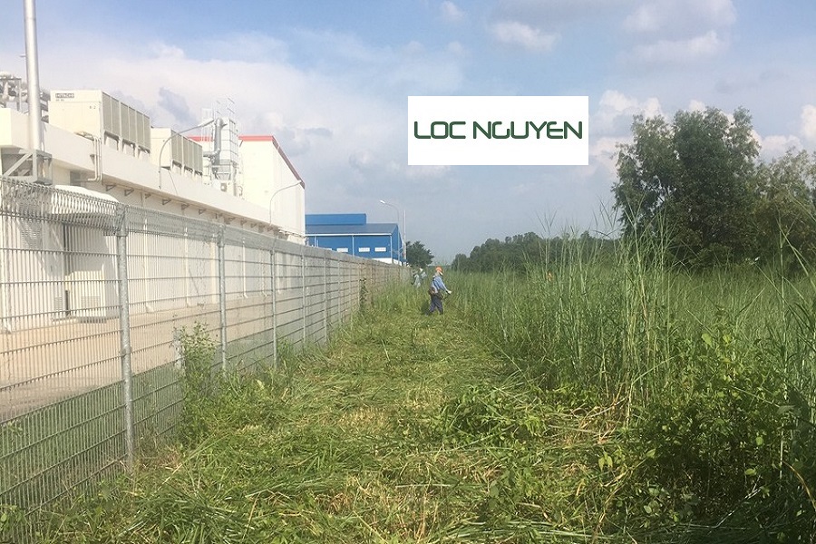 Dịch Vụ Phát Hoang Cỏ Dại Tại KCN Long An