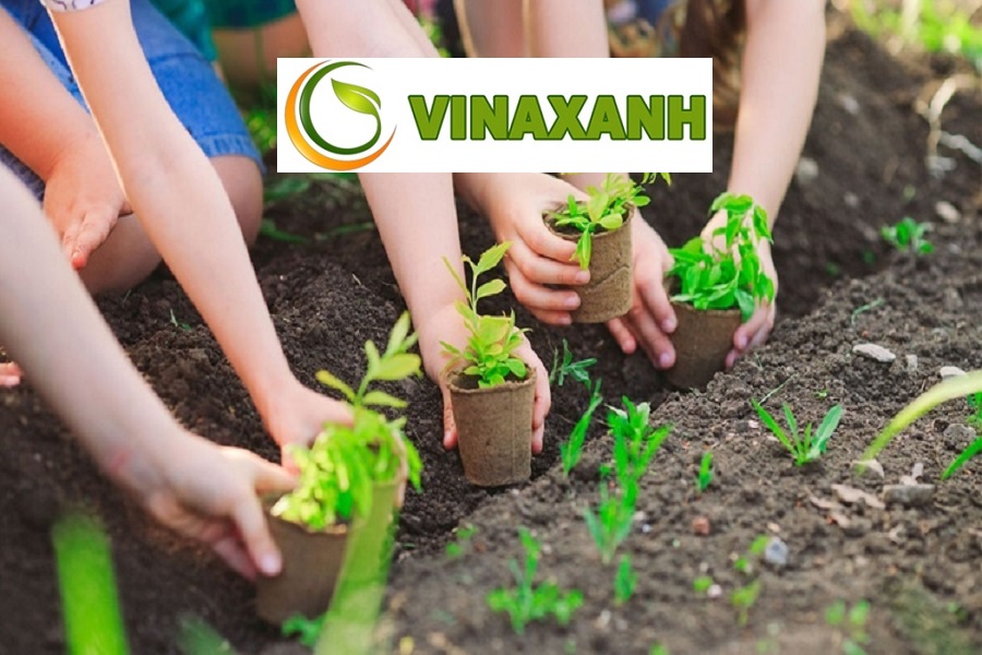 Trồng cây xanh tại TP.HCM