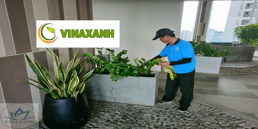 Chăm sóc cây xanh tại quận 3 TP.HCM