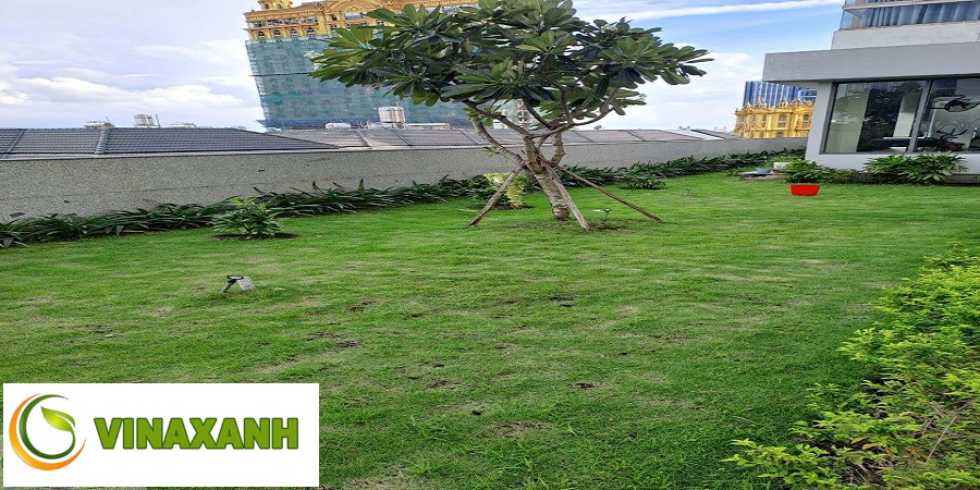 Dịch Vụ Trồng Cỏ Tại Hóc Môn TPHCM