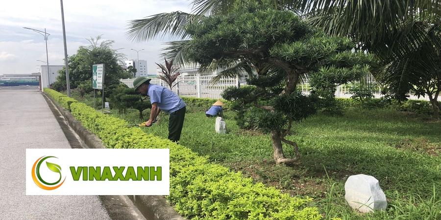 Chăm Sóc Cây Xanh Tại TP.HCM