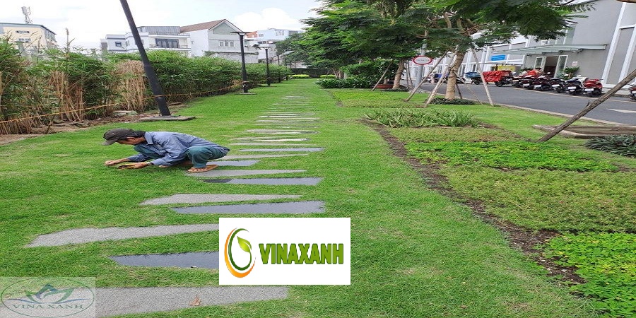 Cung Cấp Cây Xanh Tại Quận 6 TP.HCM