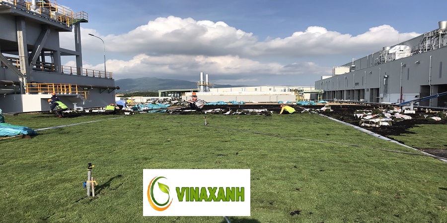 Dịch Vụ Trồng Cỏ Tại Quận 4 TP.HCM