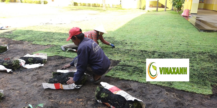 Dịch vụ trồng cỏ tại Bến Cát Bình Dương