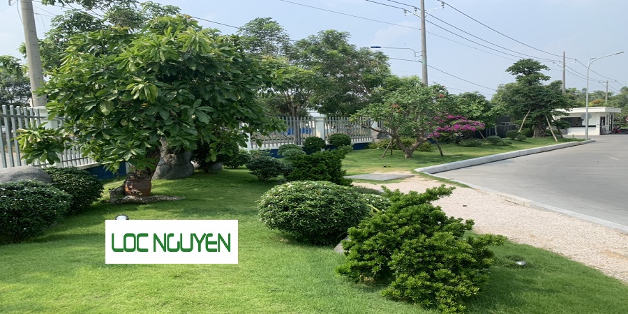 Chăm Sóc Cây Xanh Tại TP.HCM