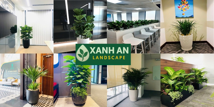 Cho Thuê Cây Xanh Nội Thất Dĩ An