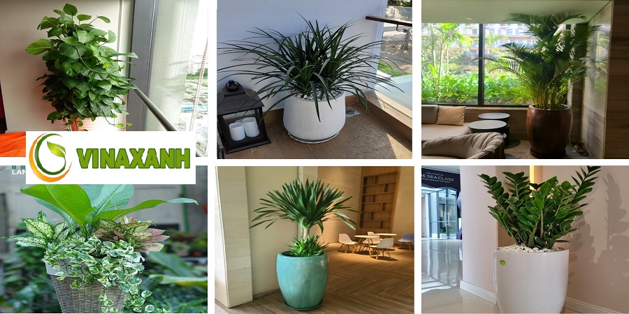 Cho thuê cây cảnh văn phòng tại quận 2 TP.HCM