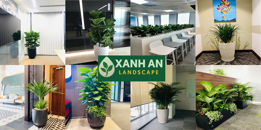 Cho thuê cây xanh nội thất tại Dĩ An