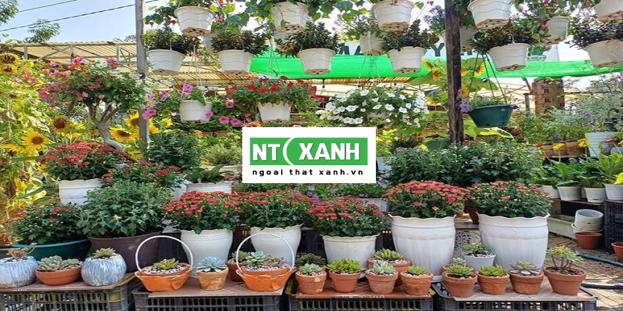 Dịch Vụ Trồng Cây Cảnh Tây Ninh