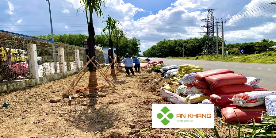 Dịch Vụ Trồng Cây Xanh KCN Tại Bình Dương