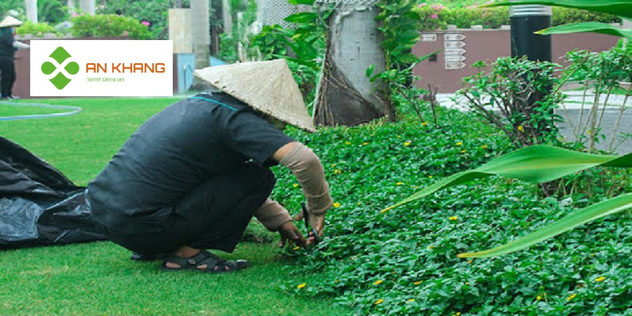 Dịch Vụ Trồng Cỏ Bình Dương
