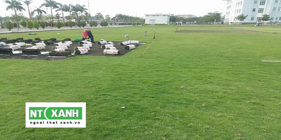 Dịch Vụ Trồng Cỏ Gò Dầu Tây Ninh