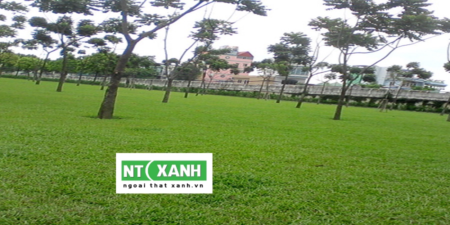Dịch Vụ Trồng Cỏ Tại Long An