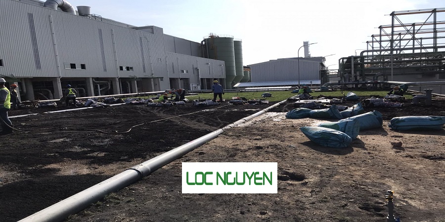 Dịch vụ trồng cỏ tại quận 5 Hồ Chí Minh
