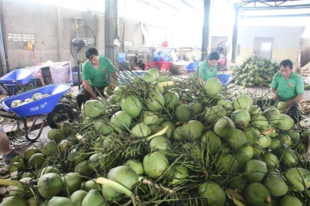 Dừa xanh cho thị trường Trung Đông