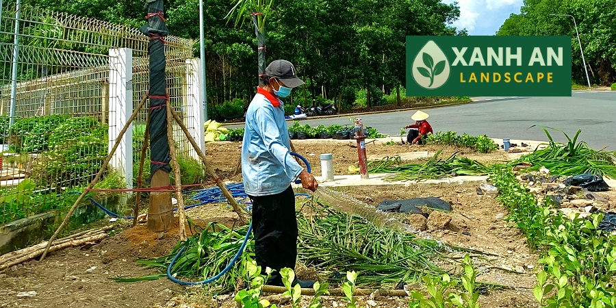 Thuê cây xanh Tân Uyên
