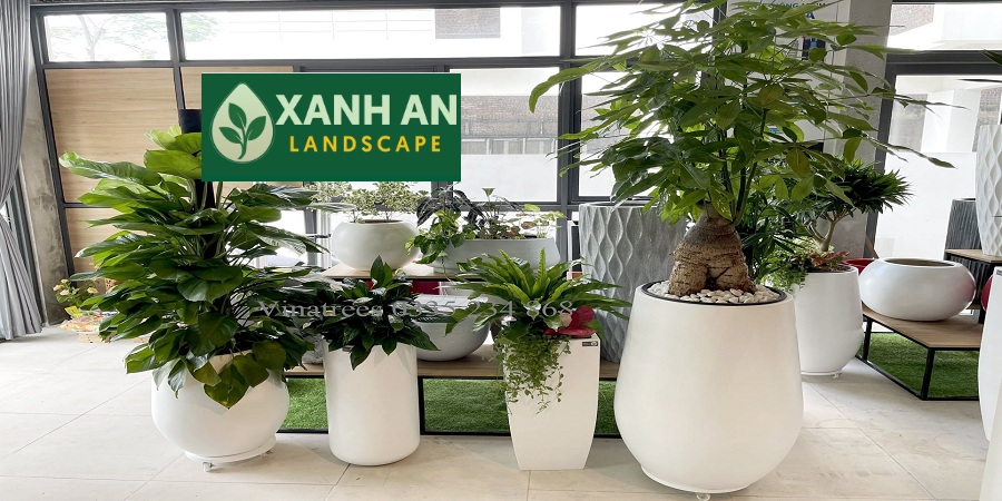 Thuê cây xanh Thủ Dầu Một