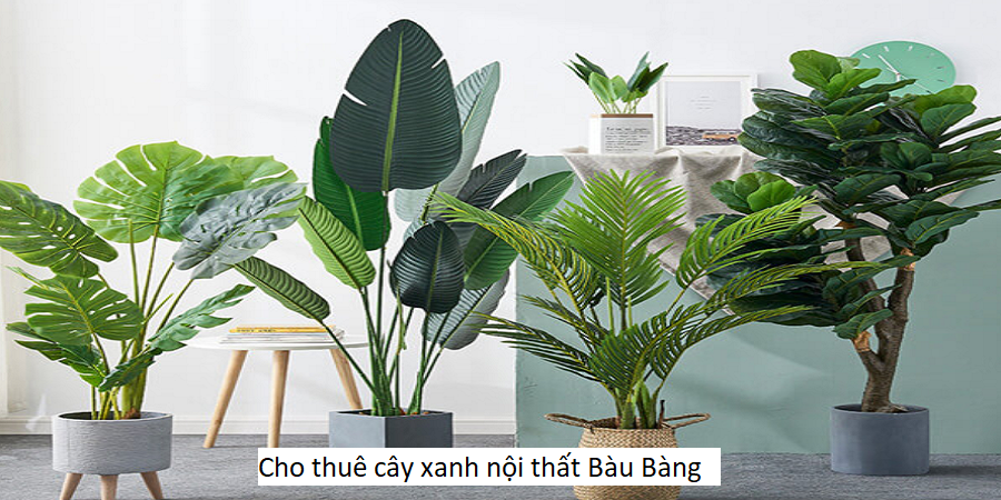 Cho thuê cây xanh nội thất Bàu Bàng