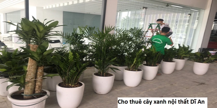 Cho thuê cây xanh nội thất Dĩ An