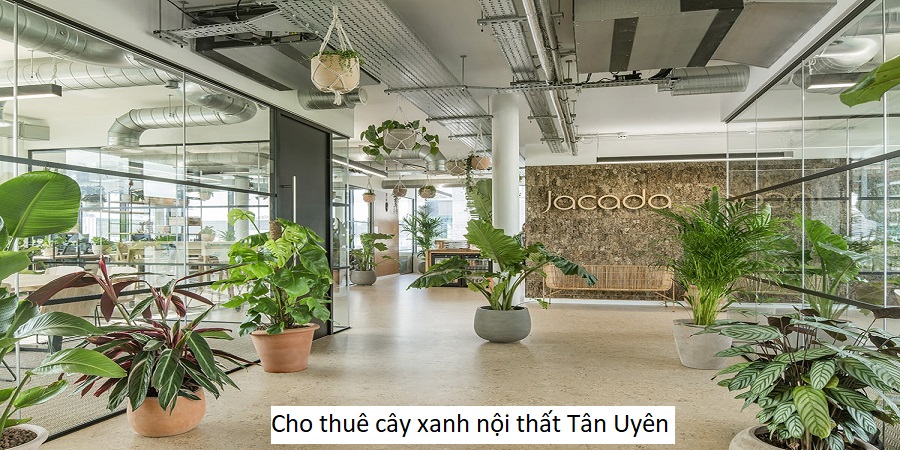 Cho thuê cây xanh nội thất Tân Uyên
