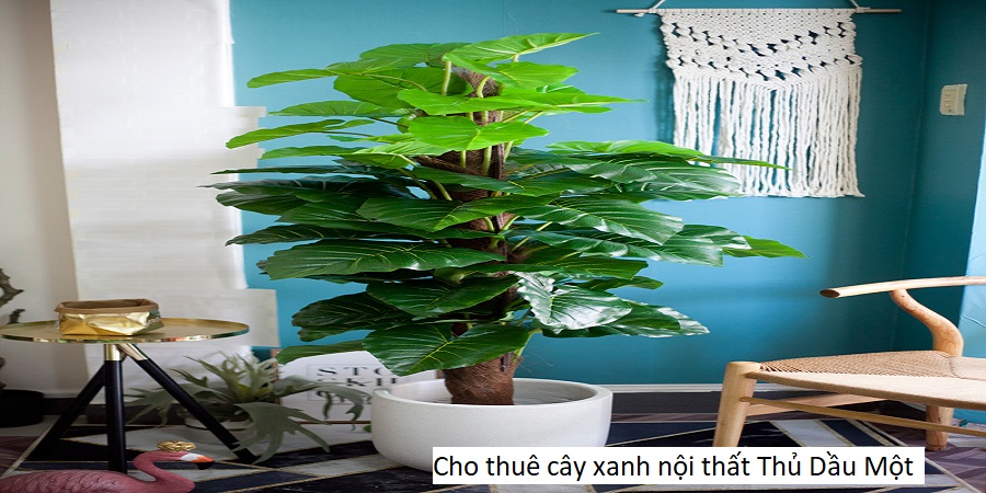 Cho thuê cây xanh nội thất Thủ Dầu Một