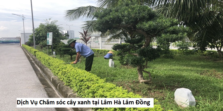Dịch Vụ Chăm sóc cây xanh tại Lâm Hà Lâm Đồng