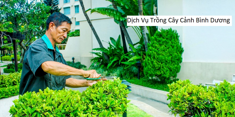 Dịch Vụ Trồng Cây Cảnh Bình Dương
