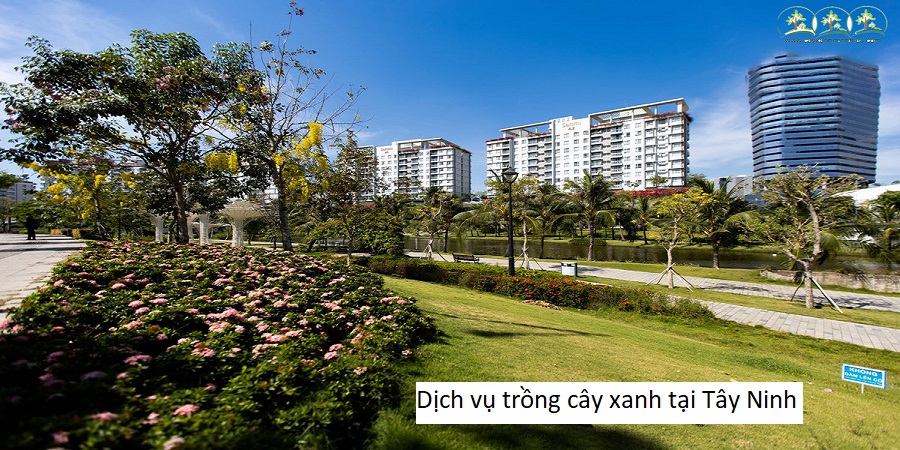 Dịch vụ trồng cây xanh tại Tây Ninh