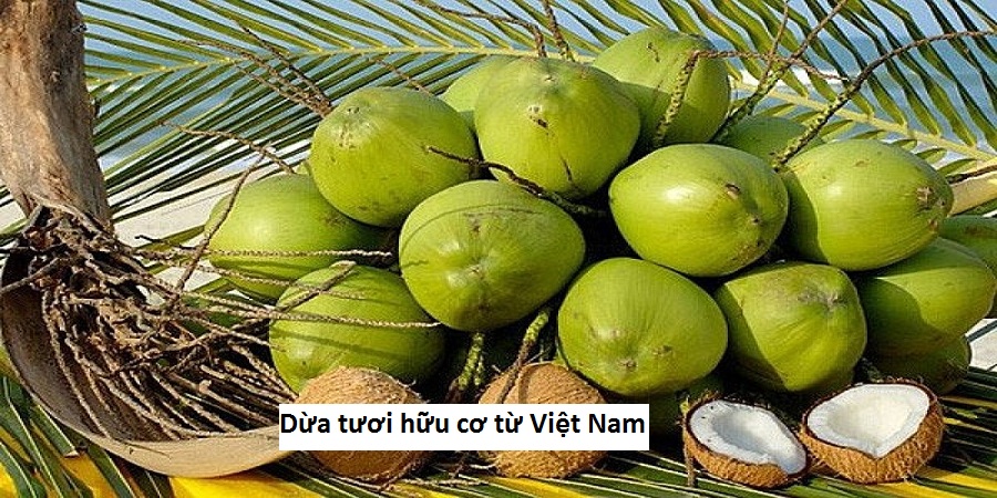 Dừa tươi hữu cơ từ Việt Nam