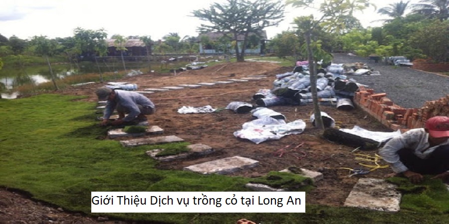 Giới Thiệu Dịch vụ trồng cỏ tại Long An