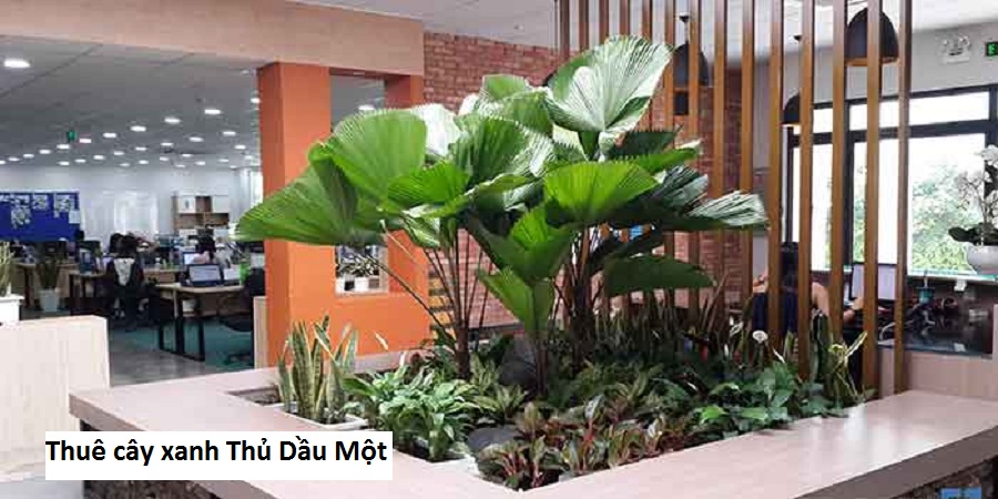 Thuê cây xanh Thủ Dầu Một