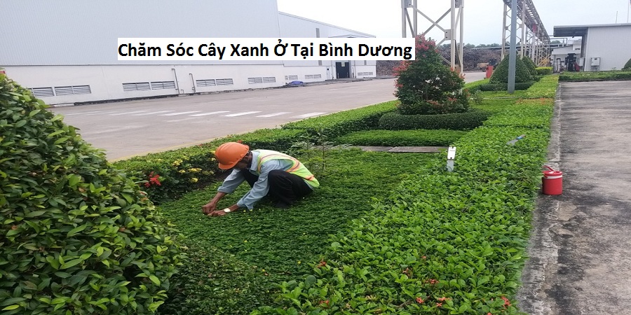 Chăm Sóc Cây Xanh Ở Tại Bình Dương