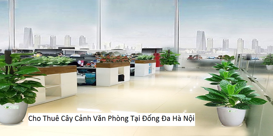 Cho Thuê Cây Cảnh Văn Phòng Tại Đống Đa Hà Nội
