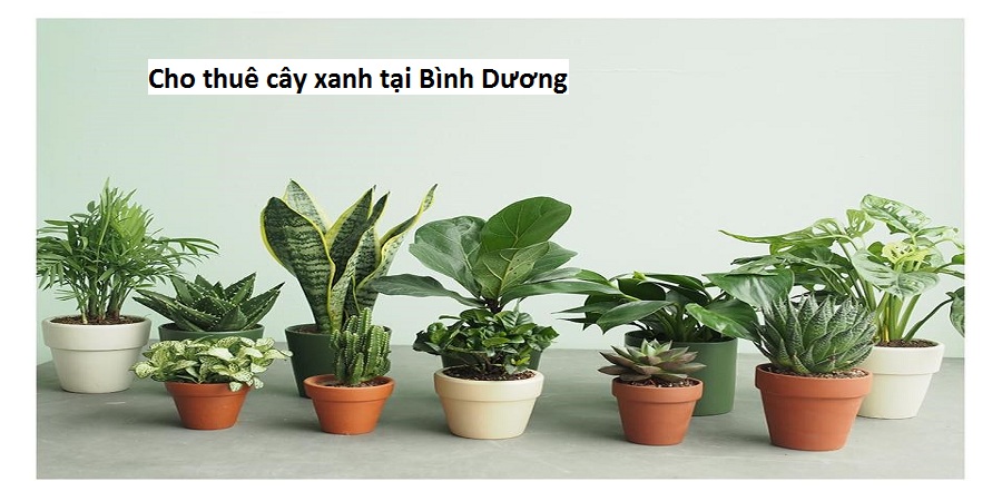 Cho thuê cây xanh tại Bình Dương