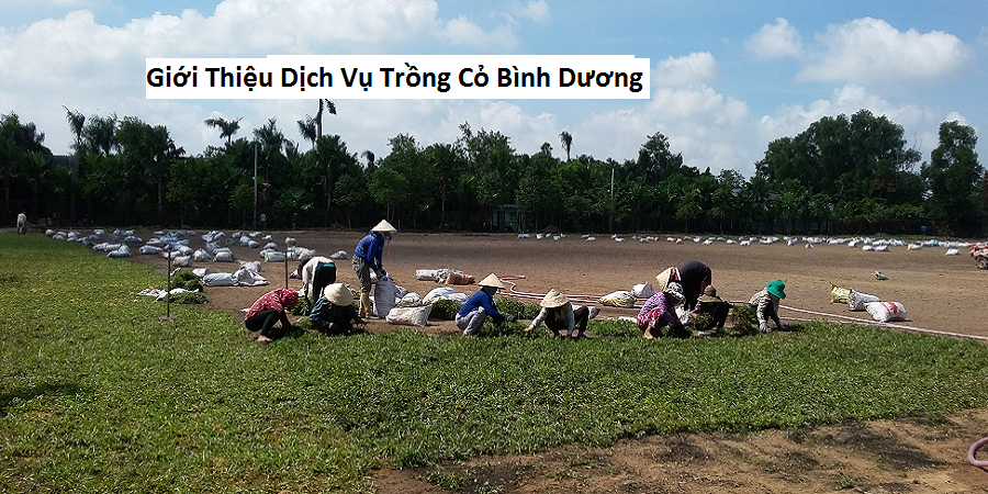 Giới Thiệu Dịch Vụ Trồng Cỏ Bình Dương