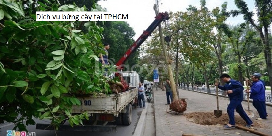 Dịch vụ bứng cây tại TPHCM