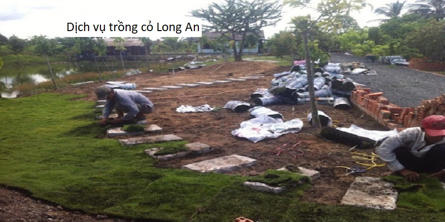Dịch vụ trồng cỏ Long An