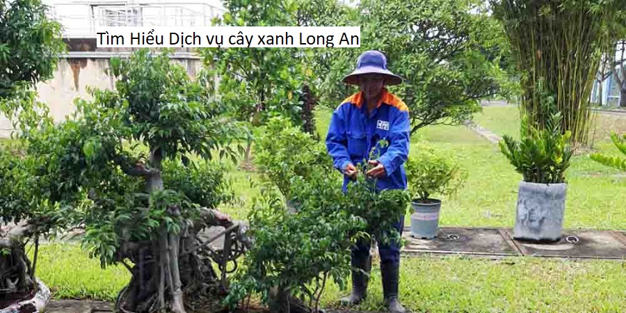 Tìm Hiểu Dịch vụ cây xanh Long An